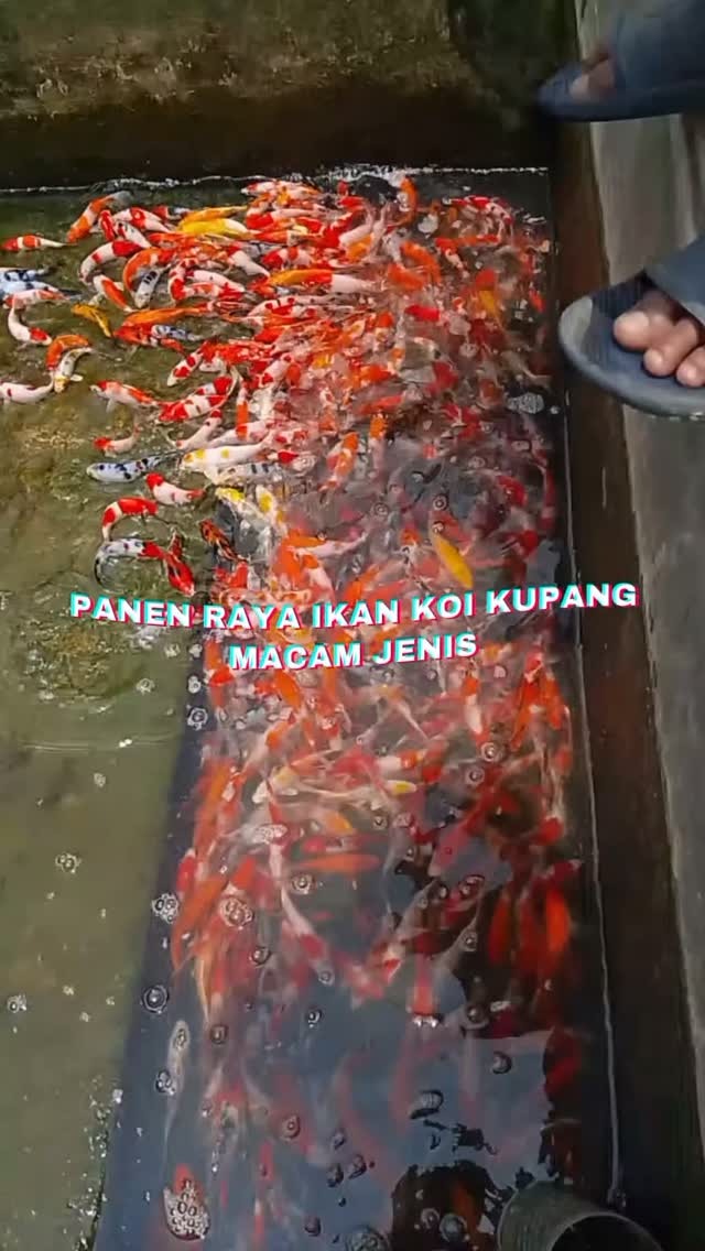 Foto Ikan Koi Kupang - Pembuatan Kolam dan Filter Koi